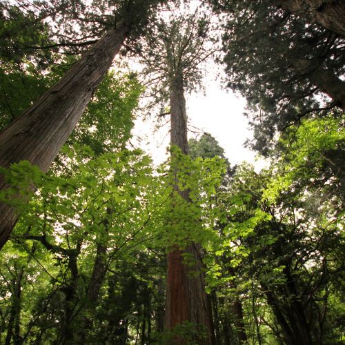 Tall trees seen from below, their green branches spreading over the white sky above.